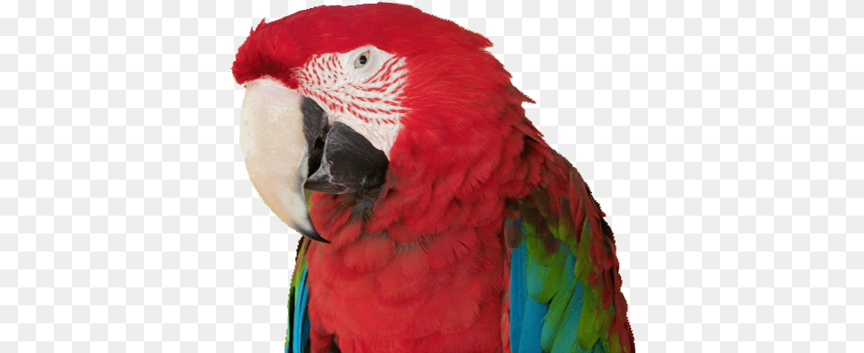 Exotic Parrot Parrot Image With No Background Bird Face Parrot, Animal, Macaw Free Png Download
