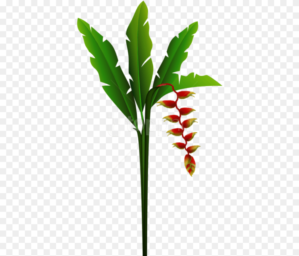 Download Exotic Red Tropical Flower Images Transparent Tropical Flowers, Leaf, Plant, Acanthaceae, Tree Png Image