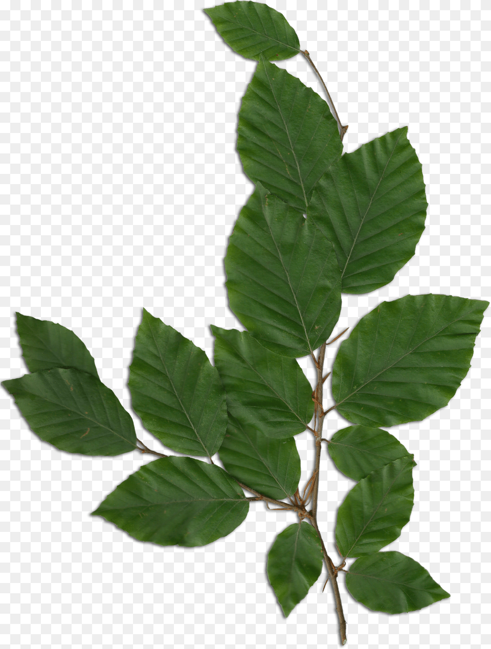 Download Fagus Foliage Foliage, Leaf, Plant, Tree, Annonaceae Png Image