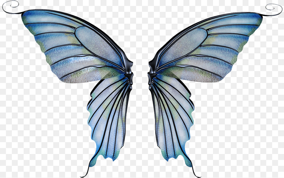 Download Fairy Wing Fairy Wings Transparent Background Transparent Background Fairy Wings Transparent, Animal, Butterfly, Insect, Invertebrate Png Image