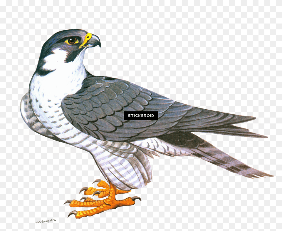 Falcon Animals Falcon Clipart Free Png Download