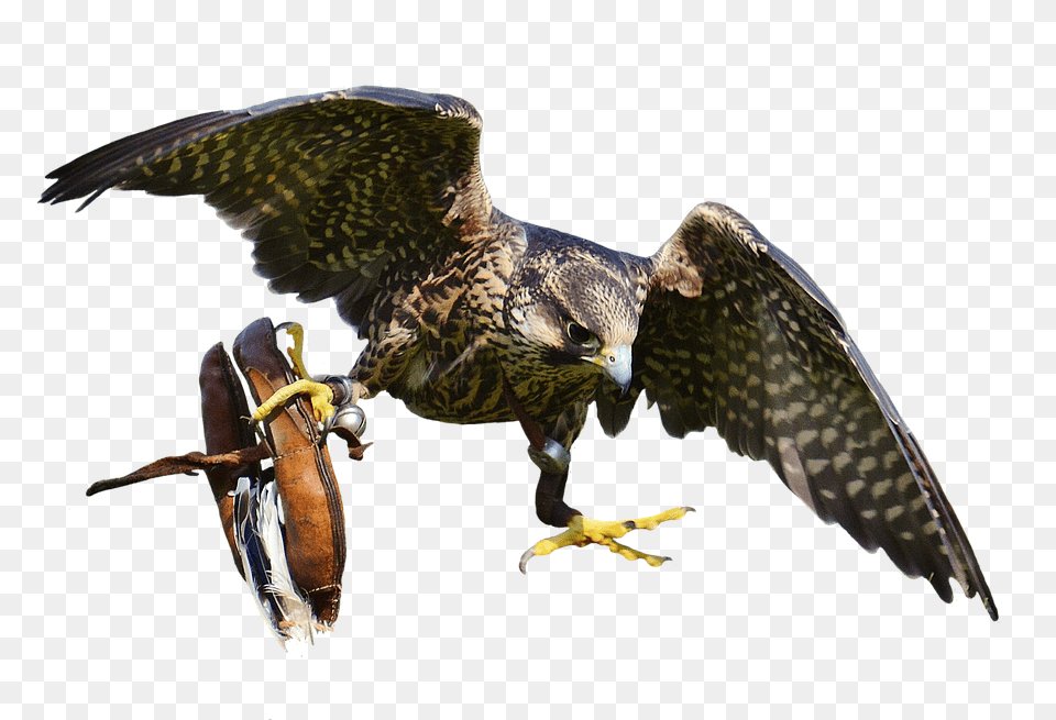 Download Falcon Birds Transparent Images Bird Attack Icon, Animal, Beak, Buzzard, Hawk Free Png
