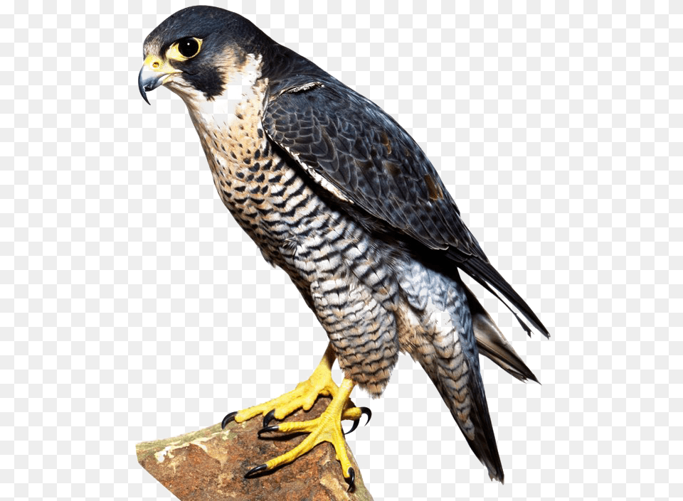 Download Falcon Image Falcon Bird, Animal, Beak, Accipiter, Hawk Free Transparent Png