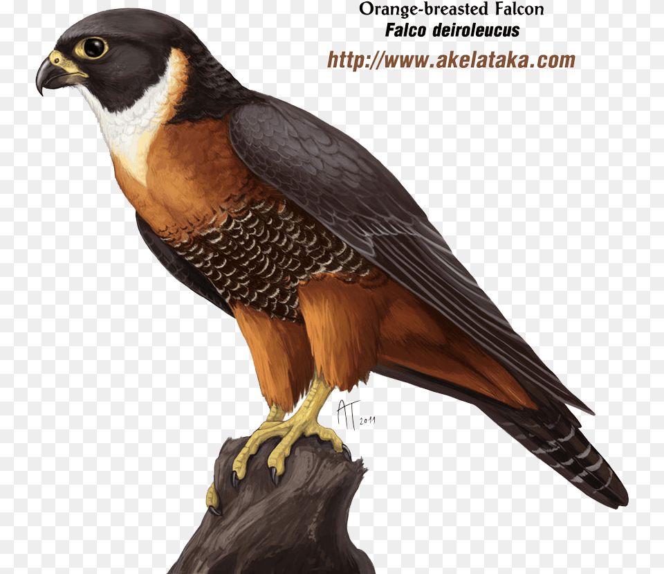 Download Falcon Photos Falcon, Accipiter, Animal, Bird, Kite Bird Png