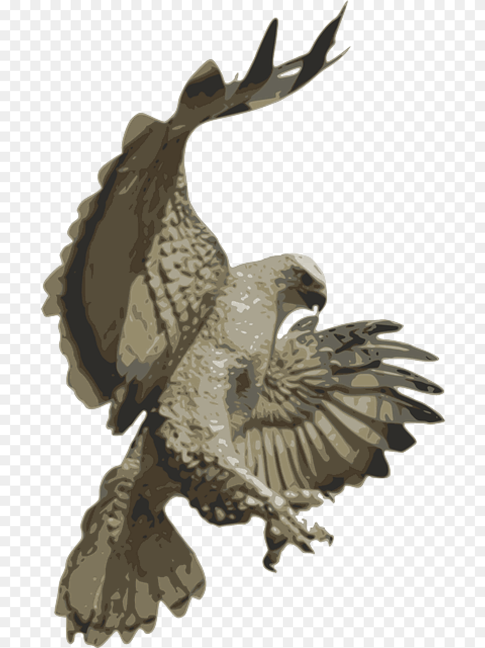 Falcons Phoenix Birds Bird Flying Eagle Hawk Pouncing, Animal, Buzzard, Vulture, Kite Bird Free Png Download