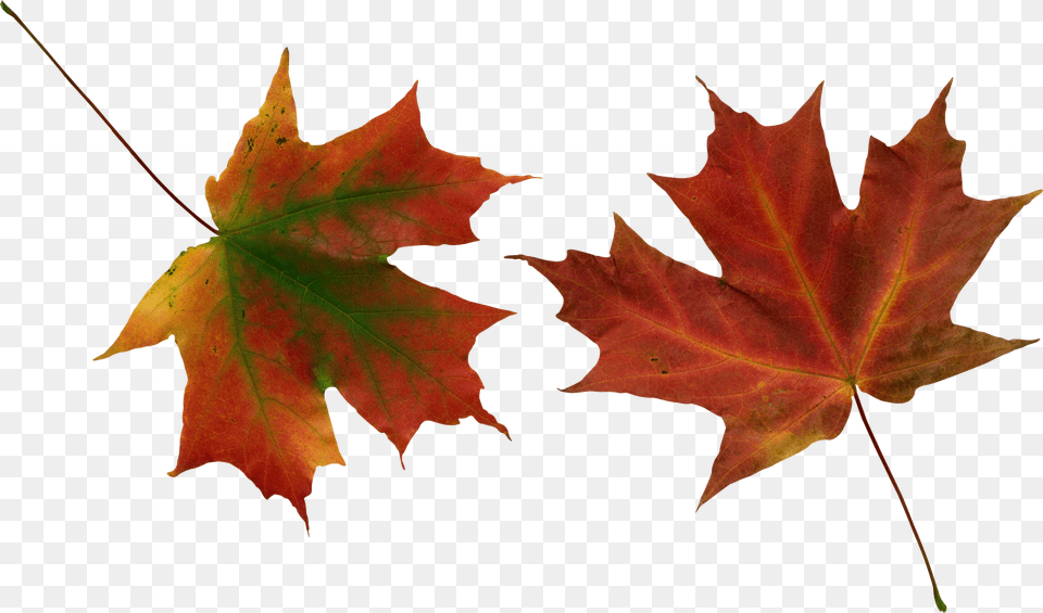 Download Fall Images Red Leaves Falling Free Transparent Png