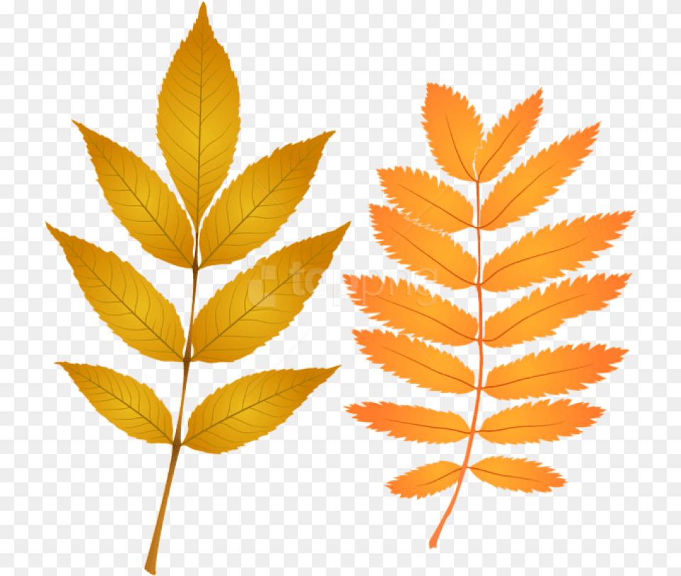 Download Fall Leaves Clipart Photo Autumn, Leaf, Plant, Tree Free Png