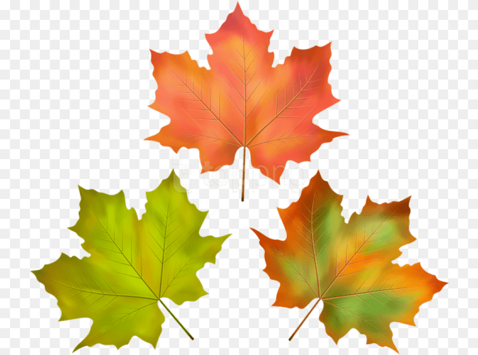 Fall Leaves Set Clipart Photo Leaf, Plant, Tree, Maple Leaf, Person Free Png Download