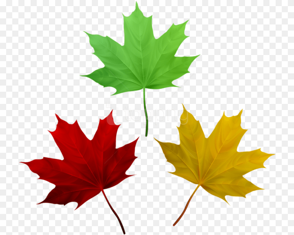 Download Fall Leaves Set Clipart Photo Maple Leaves Free Clipart, Leaf, Maple Leaf, Plant, Tree Png Image