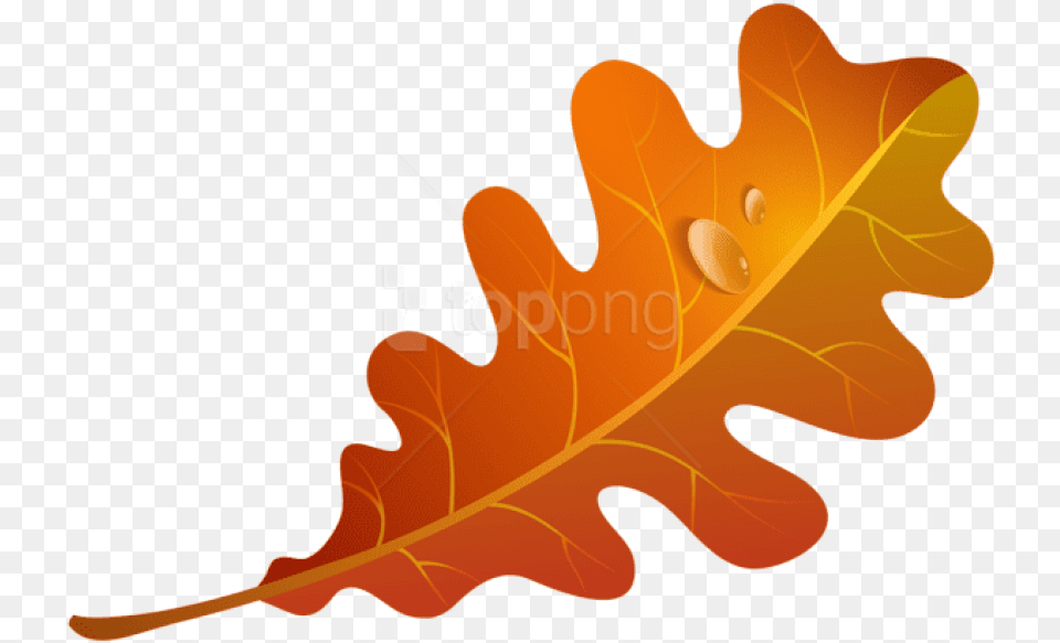 Download Fall Orange Leaf Clipart Photo Orange Fall Leaf Clip Art, Plant, Tree, Food, Nut Free Png