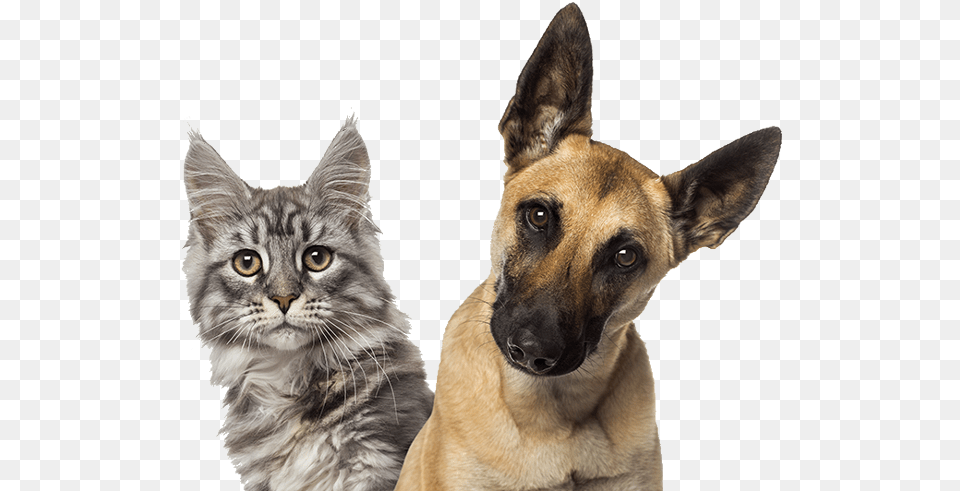 Download Family Member Animal Hospital Transparent Puppies And Kittens, Canine, Dog, Mammal, Pet Free Png
