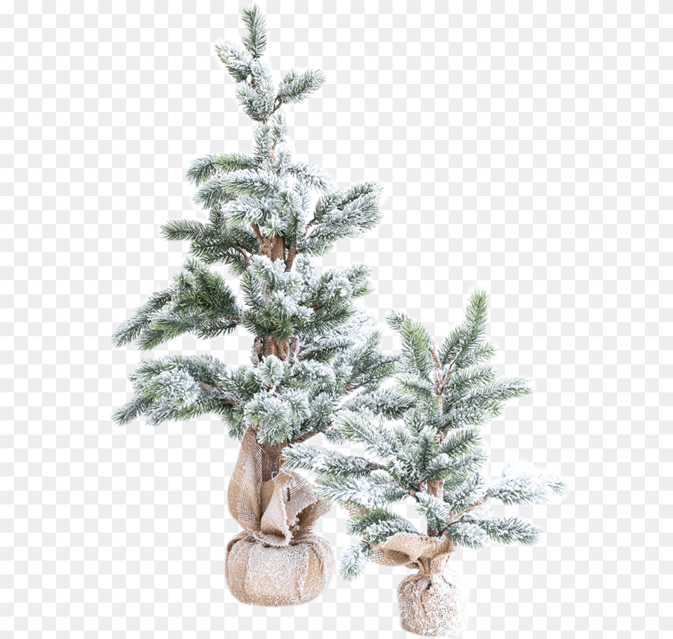 Download Faux Snowy Pine Tree 2 Christmas Tree, Frost, Ice, Nature, Outdoors Png