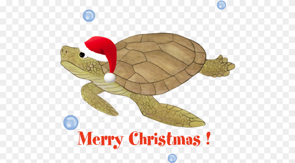 Favorite Merry Christmas Sea Turtle Image Turtle Christmas Background, Animal, Reptile, Sea Life, Tortoise Free Png Download