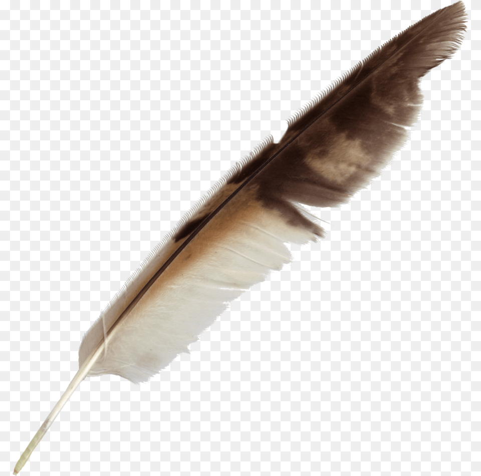 Download Feather, Plant, Reed, Bottle, Animal Free Transparent Png