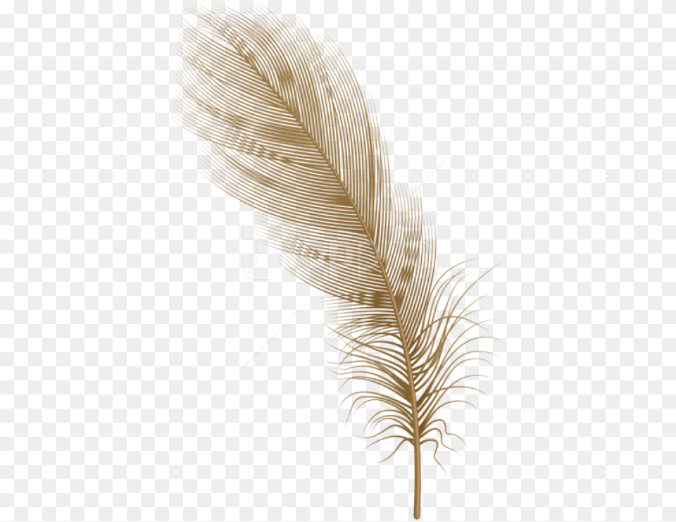 Feather Brown Clipart Photo Illustration, Leaf, Plant, Bottle, Text Free Png Download