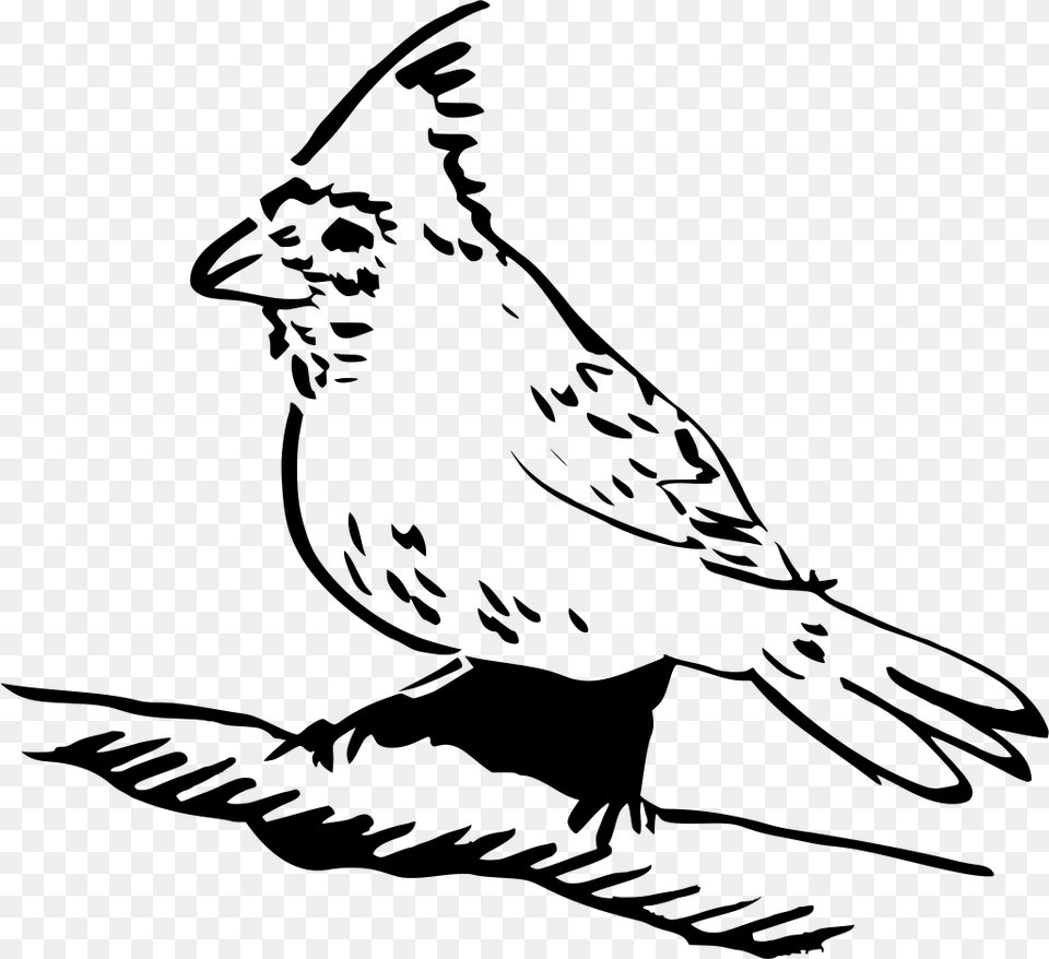 Download Feather Perched Clipart, Gray Free Transparent Png