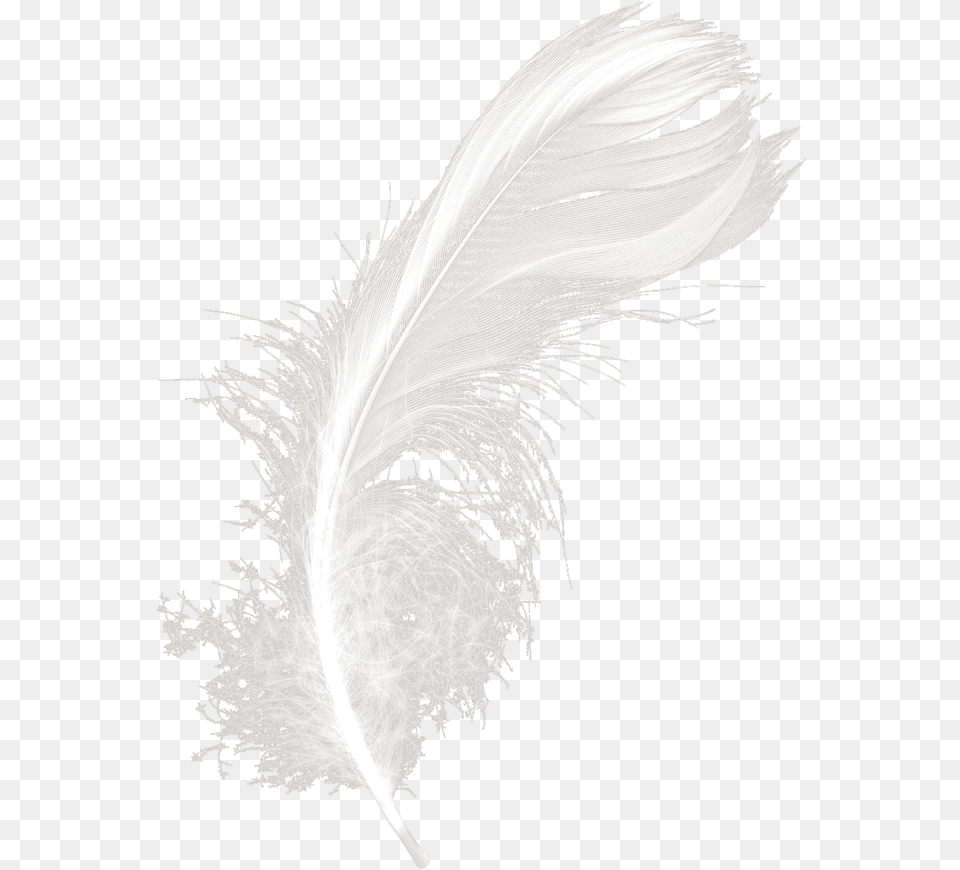 Feathers White Black Feather, Accessories, Adult, Female, Person Free Png Download