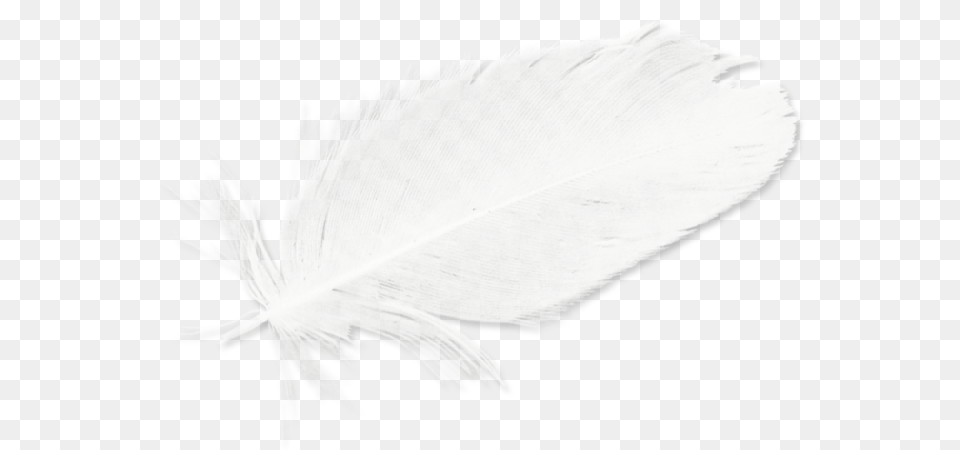Download Feathers White Black Feather Hd Image Free Line Art, Plant Png