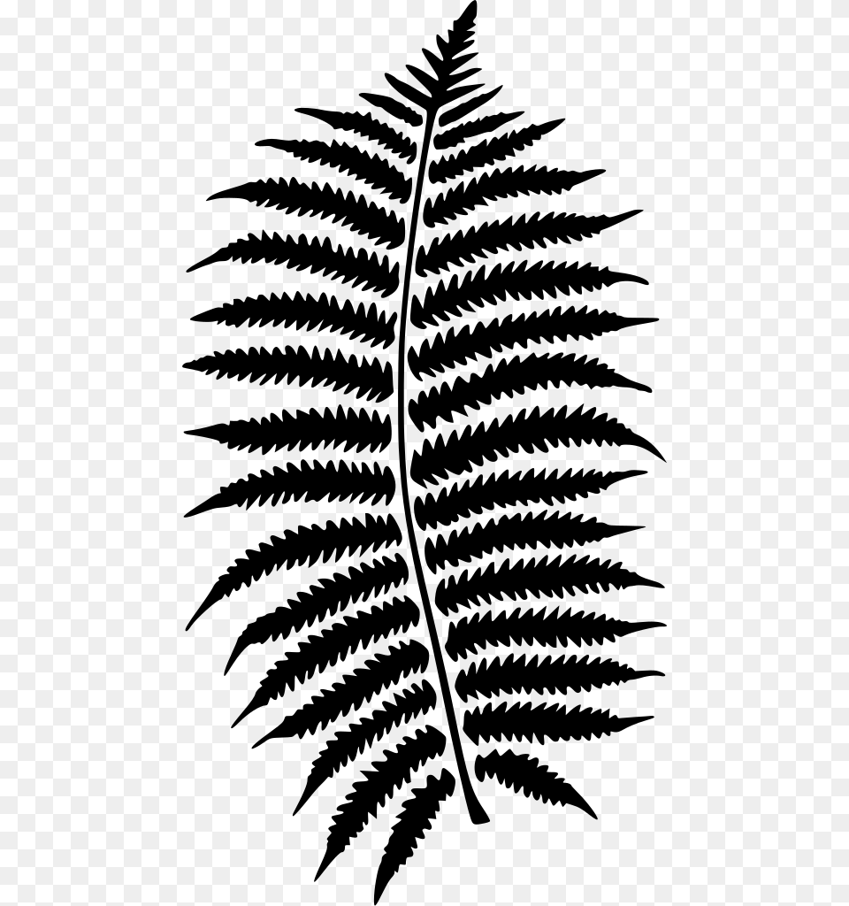 Download Fern, Gray Free Transparent Png