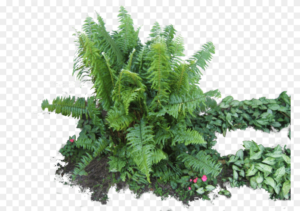 Download Ferns Latest Version 2018 Fern, Plant Png