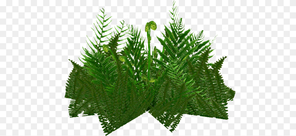 Download Ferns Vertical, Fern, Leaf, Plant, Moss Png Image