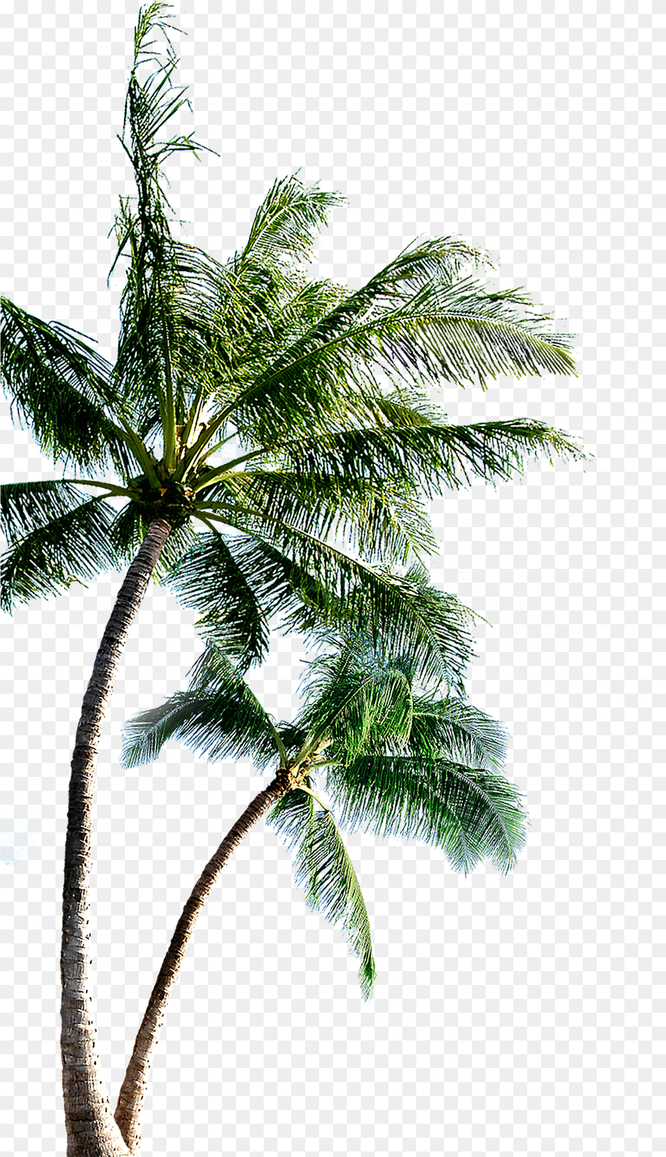 Fir Autocad Family Island Scalable Pine Vector Hq Coconut Tree Images, Leaf, Palm Tree, Plant, Summer Free Png Download