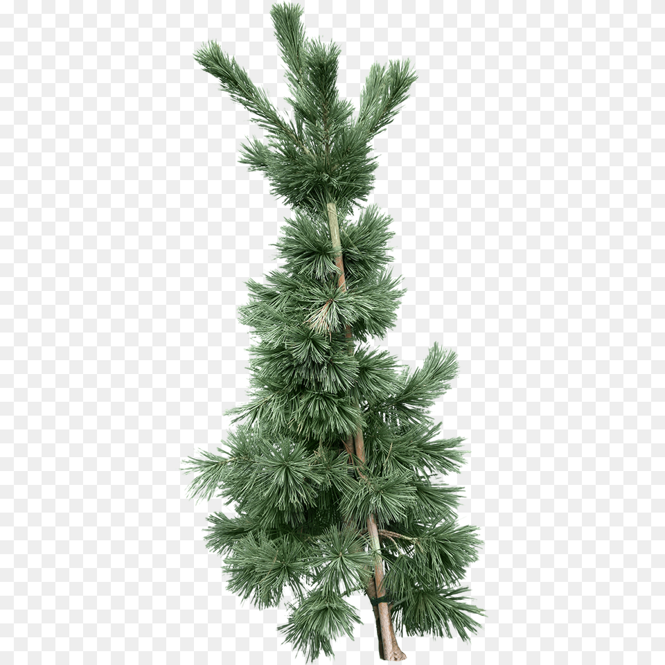 Download Fir Tree Fir, Conifer, Pine, Plant Free Png
