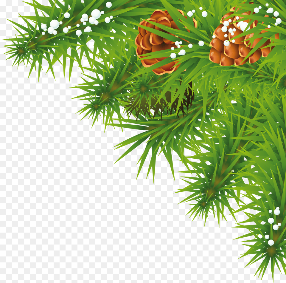 Fir Tree Image For Christmas New Year Greetings, Conifer, Larch, Plant Free Png Download