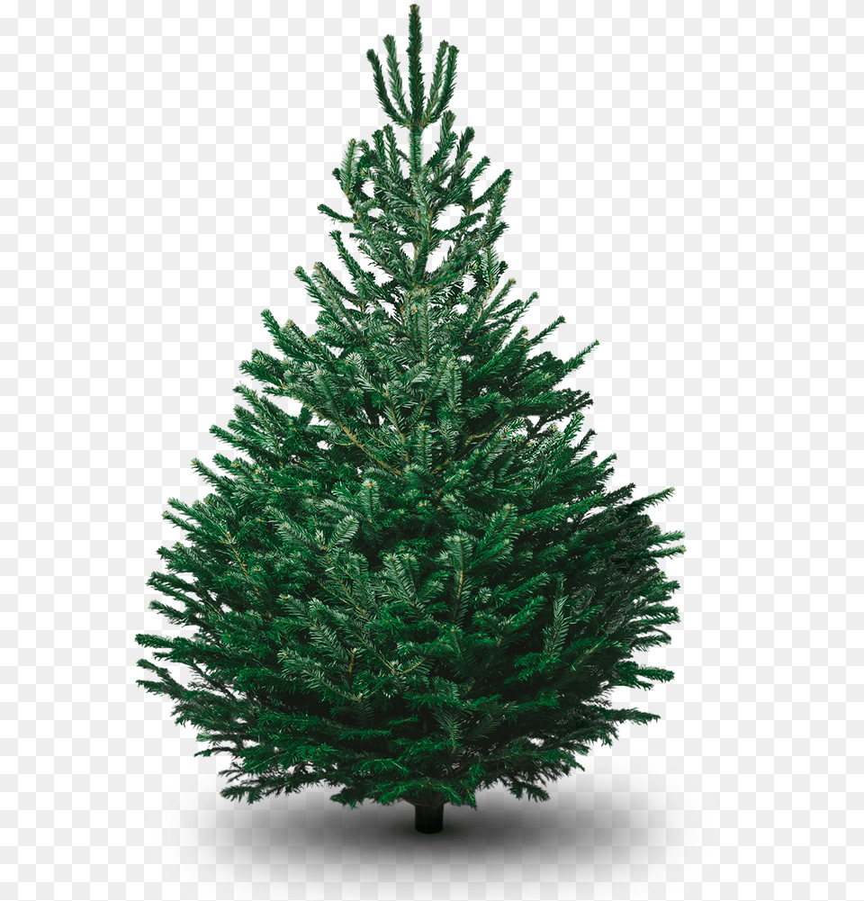 Download Fir Tree Photo Plain Christmas Tree Nordmann, Pine, Plant, Christmas Decorations, Festival Free Png