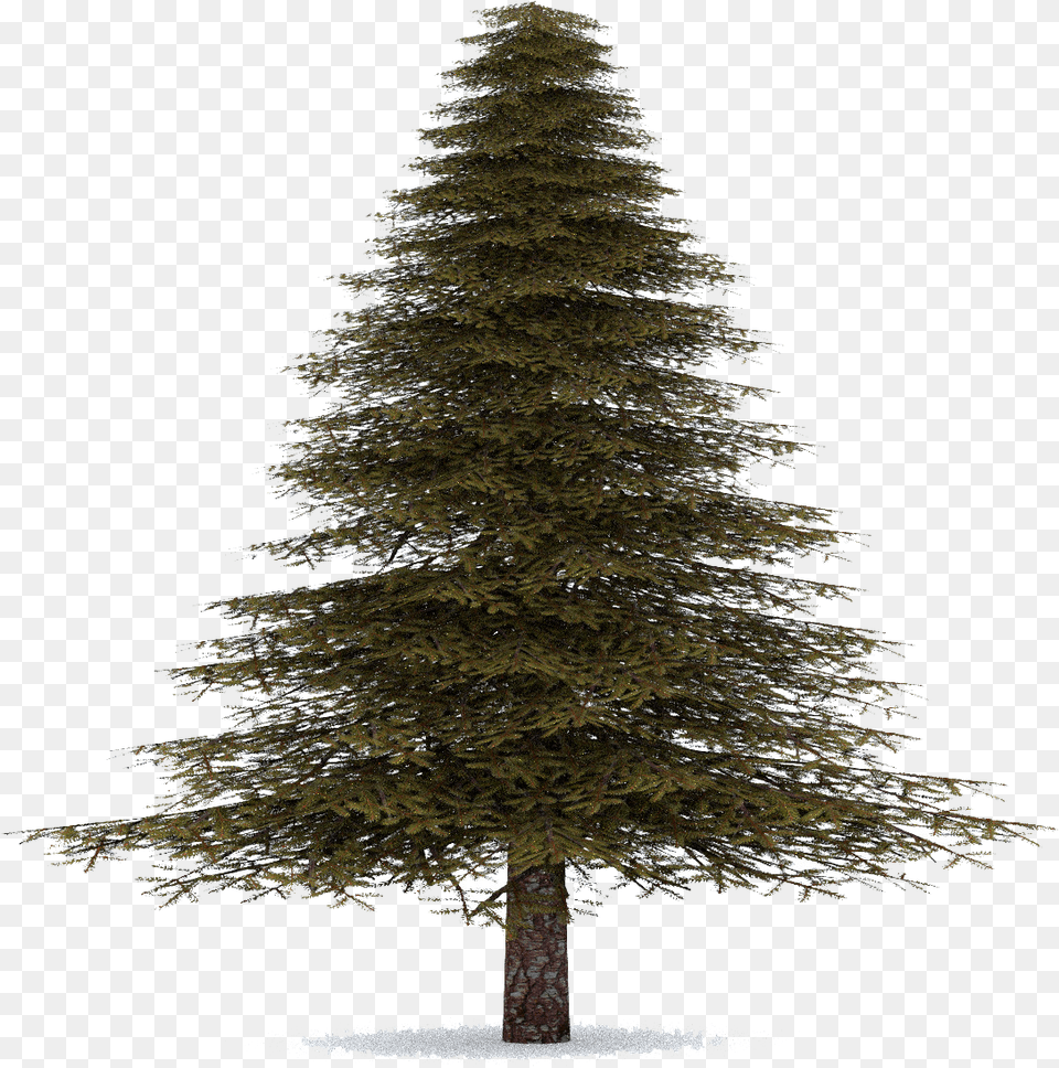 Download Fir Tree Transparent Pine Tree No Background, Plant, Conifer Png Image