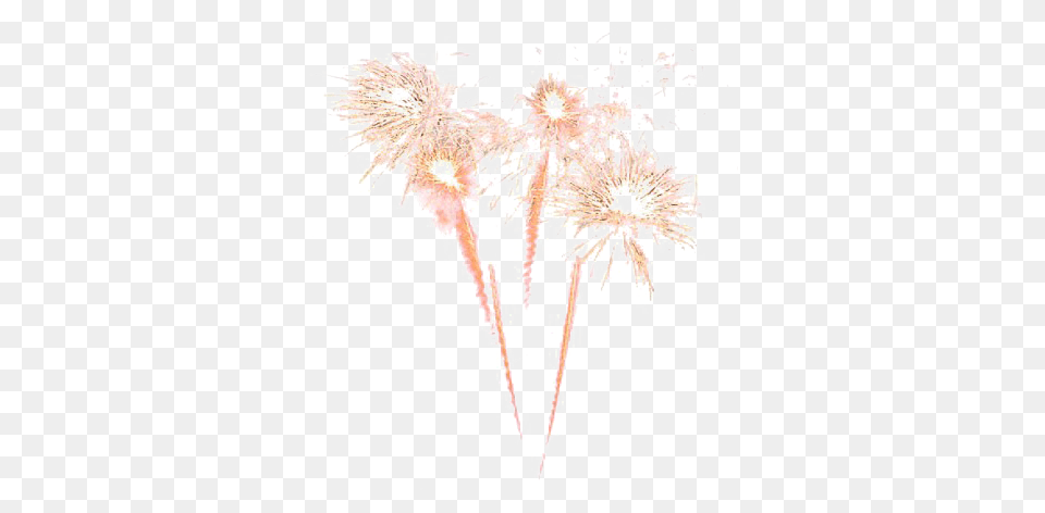 Download Fireworks Transparent Fireworks Fireworks, Flower, Plant, Adult, Bride Png Image