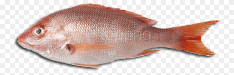 Download Fish Meat Images Background Fish Meat, Animal, Sea Life Free Transparent Png