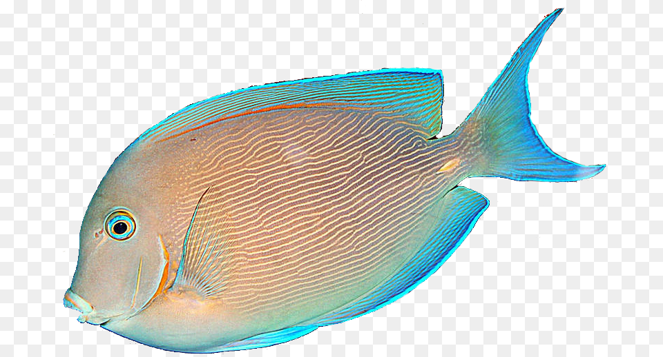 Download Fish Transparent Images Transparent Tropical Fish No Background, Animal, Sea Life, Surgeonfish, Angelfish Free Png