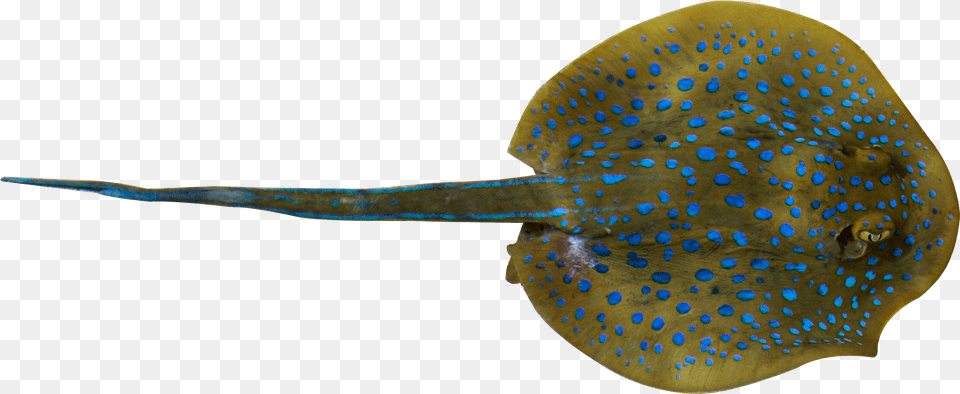 Download Fish Whiptail Stingray Deep, Animal, Sea Life, Manta Ray Free Transparent Png