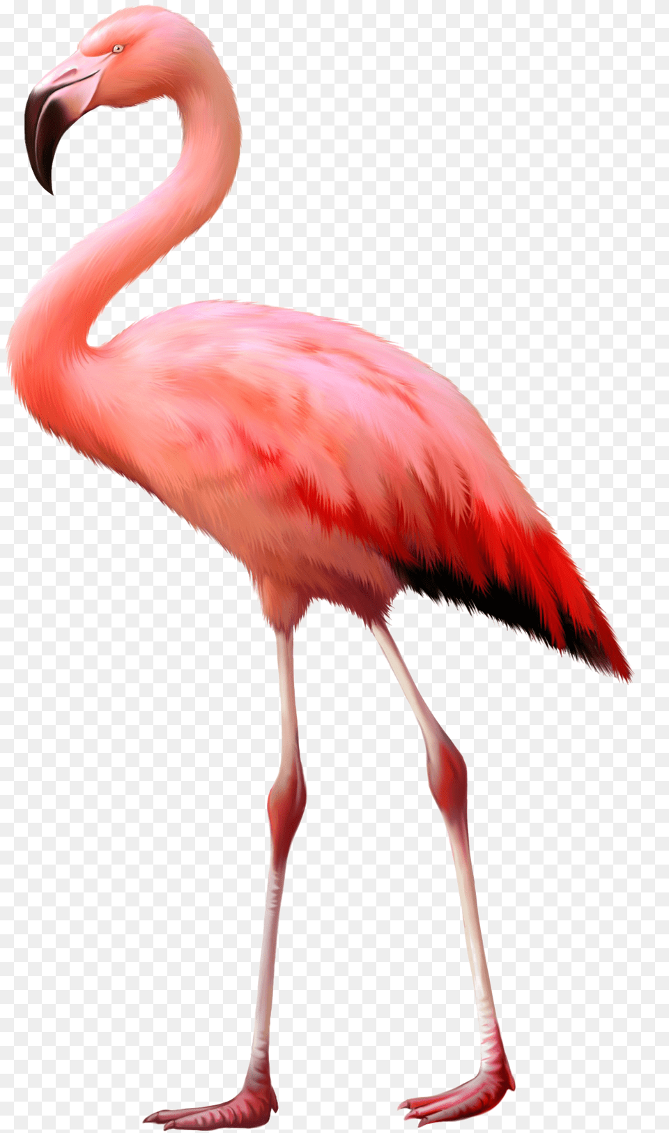 Download Flamingo Background Image Background Flamingo, Animal, Bird Png
