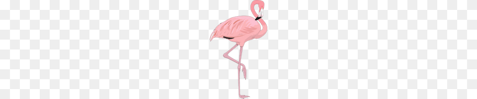 Download Flamingo Category Clipart And Icons Freepngclipart, Animal, Bird, Person Free Transparent Png