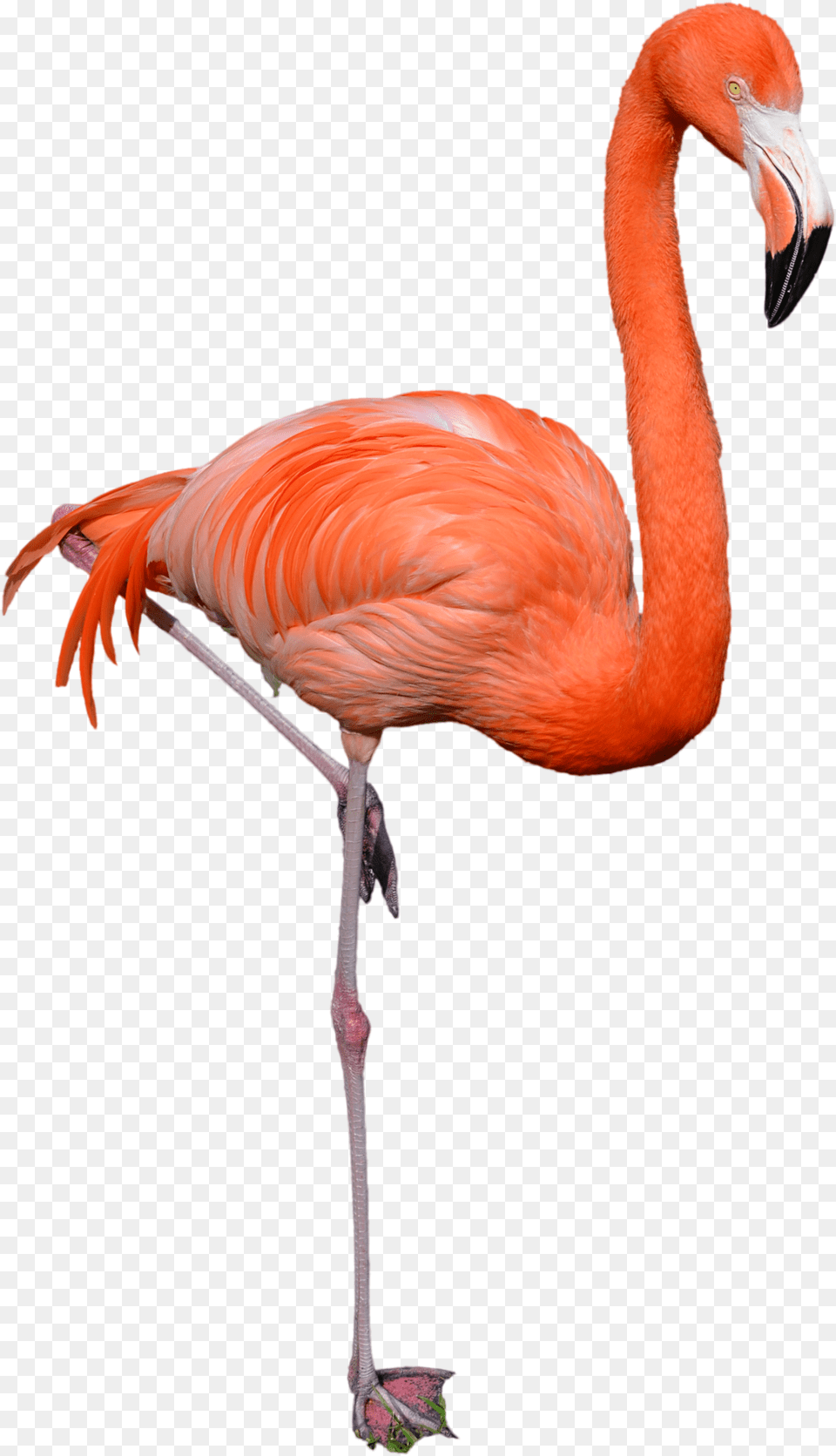 Download Flamingo Clipart Flamingo, Animal, Bird Png Image