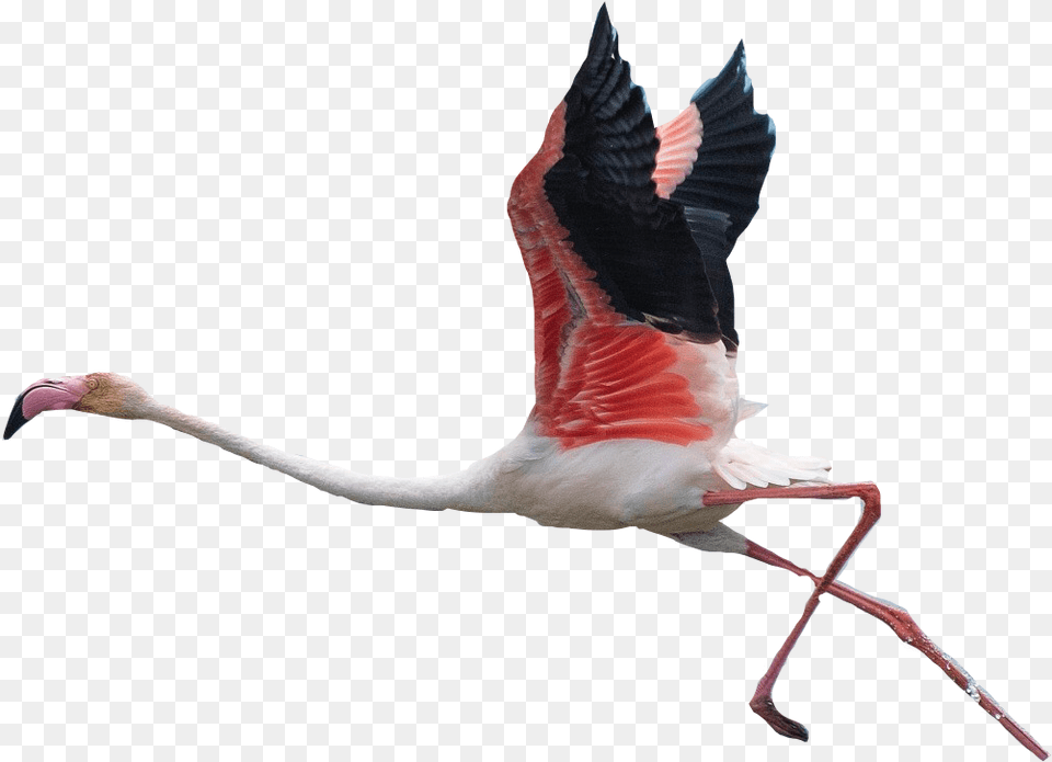 Download Flamingo Clipart Flying Flying Flamingo Transparent Background, Animal, Bird Png Image