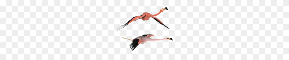 Download Flamingo Photo Images And Clipart Freepngimg, Animal, Beak, Bird, Flying Free Png