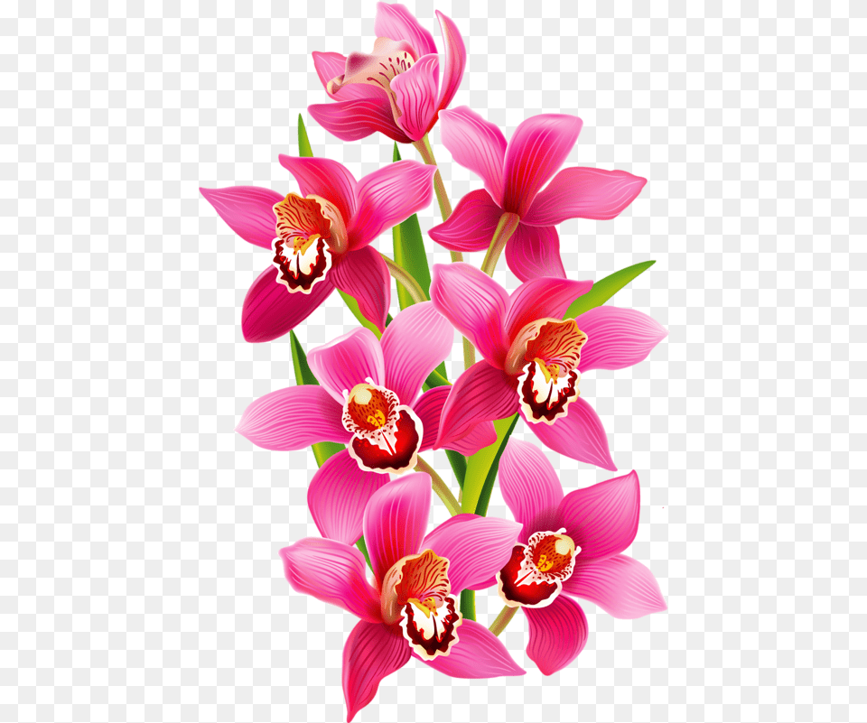Download Fleurs Flores Flowers Bloemen Coloring Book Orchids Vector, Flower, Orchid, Plant, Petal Free Transparent Png