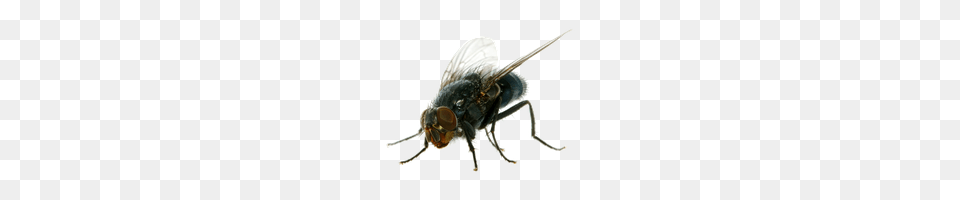 Download Flies Photo Images And Clipart Freepngimg, Animal, Fly, Insect, Invertebrate Free Transparent Png