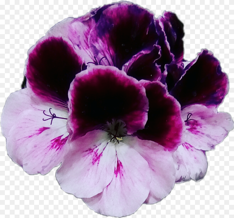 Download Flores Violet Violets Violetas Plants, Flower, Geranium, Petal, Plant Png
