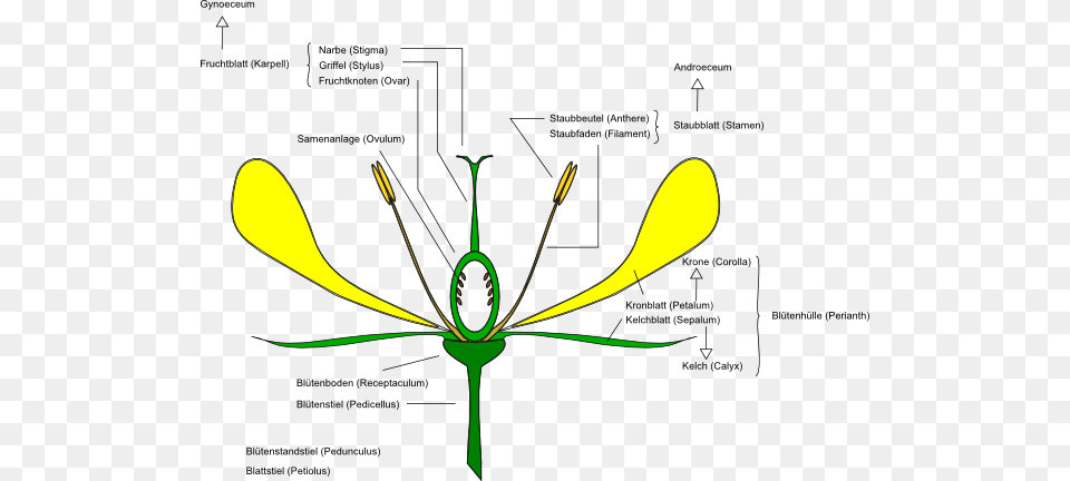 Download Flower Anatomy Clipart, Anther, Plant, Diagram Png