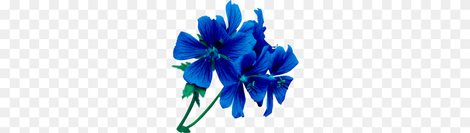 Download Flower Blue Clip Art, Anther, Geranium, Plant, Petal Png