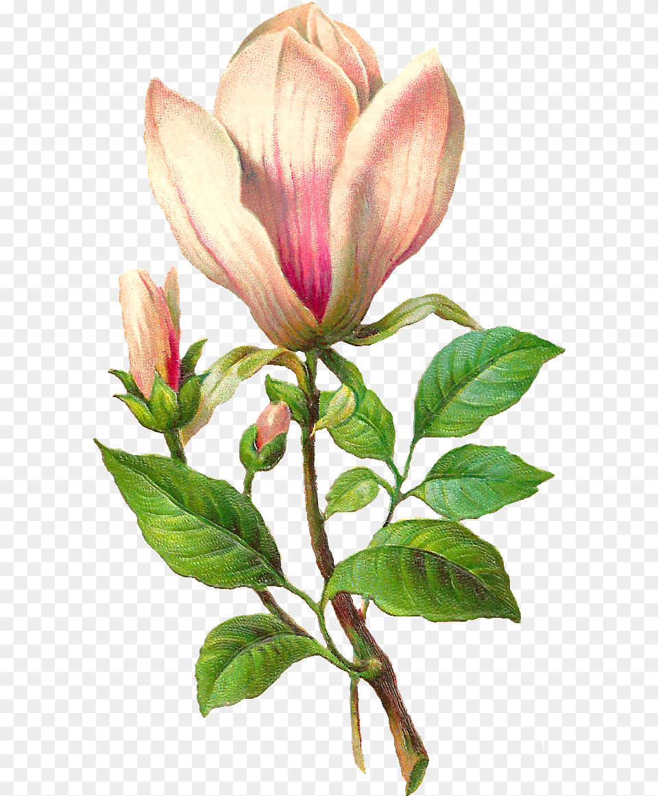 Flower Botanical Image Magnolia Flower Botanical Illustration, Acanthaceae, Bud, Plant, Sprout Free Png Download