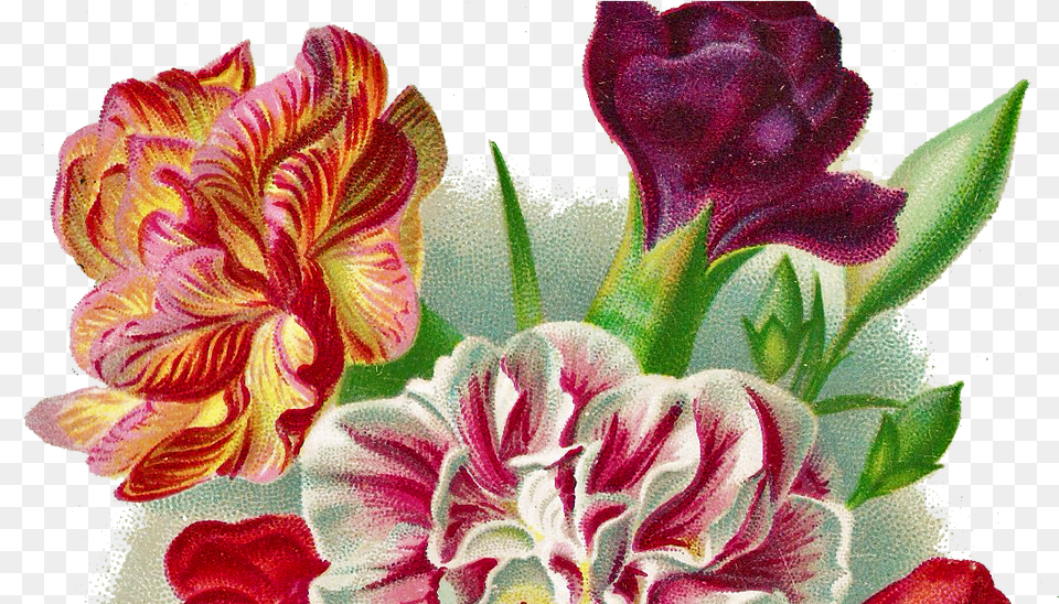 Download Flower Carnation Vintage Full Size Auguri Buon Onomastico Assunta, Geranium, Plant, Petal, Pattern Png Image