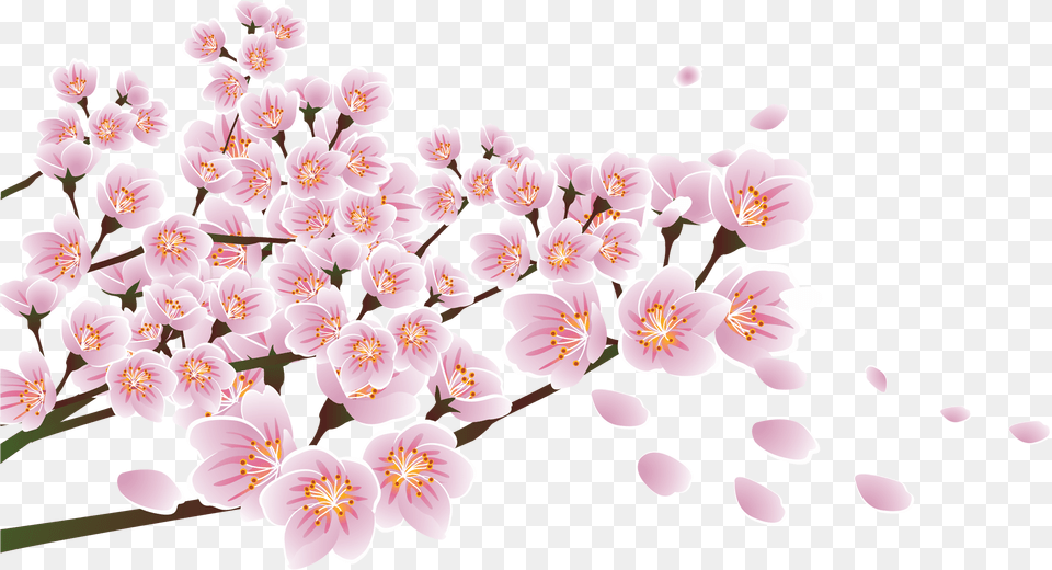 Download Flower Floral Design Blossom, Anther, Petal, Plant, Cherry Blossom Png
