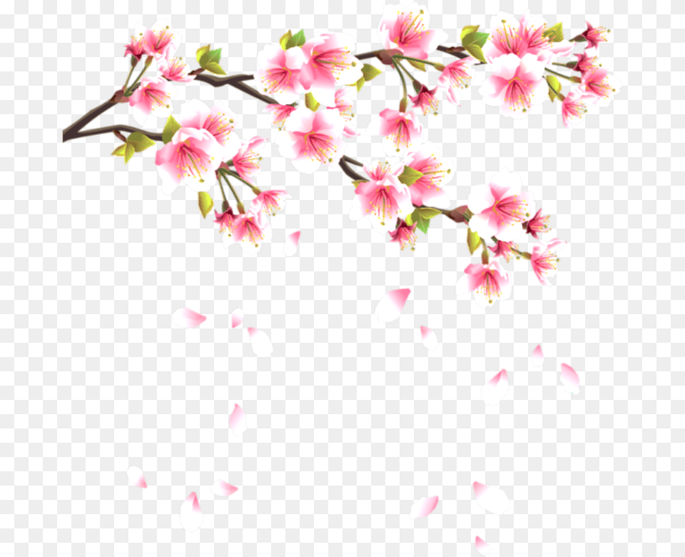 Download Flower Flowerpentals Pentals Pental Falling Pink Sakura Flower Transparent, Petal, Plant, Cherry Blossom, Geranium Png Image