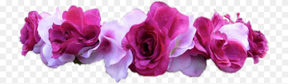 Download Flower Flowers Flowercrown Flowercrown Sticker, Petal, Plant, Rose, Geranium Png