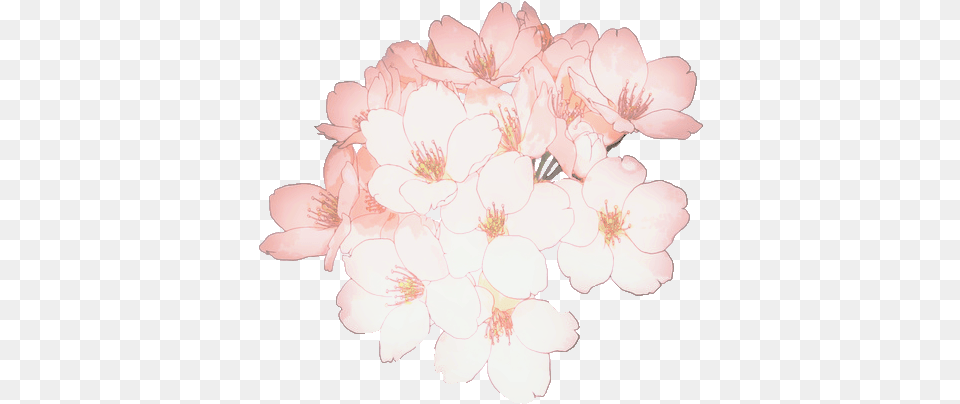 Download Flower Flowers Sakura Transparent Anime Flower, Geranium, Plant, Petal, Cherry Blossom Png